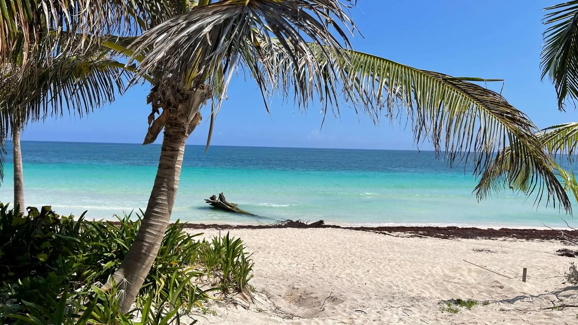 Phoenix Tulum
